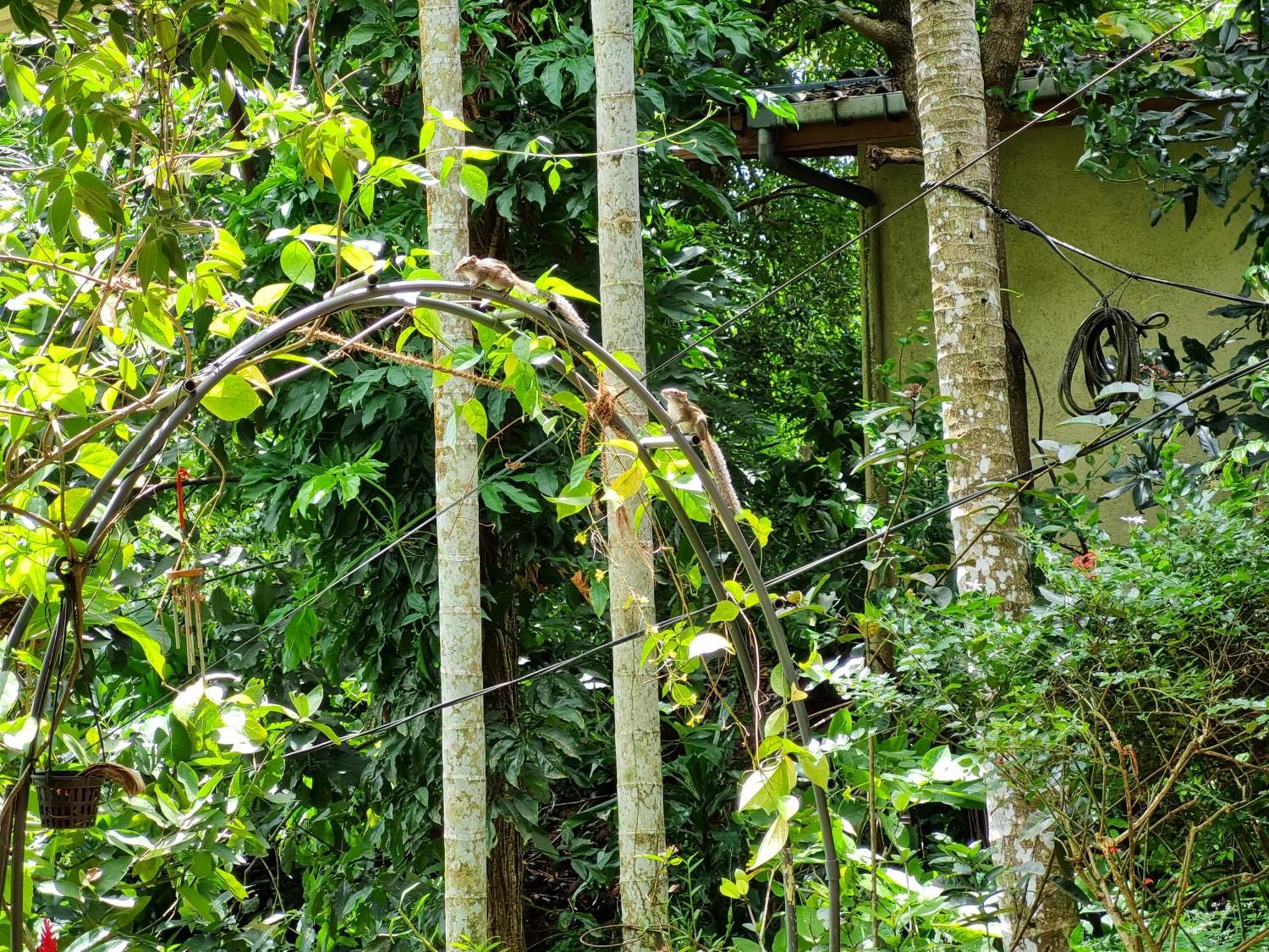 Hotel Squirrel'S Nest Kandy Exterior foto